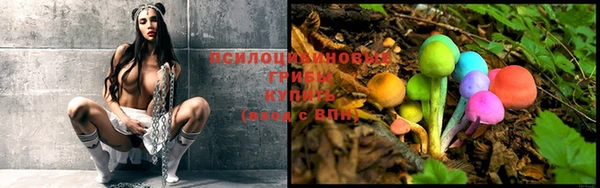 прущие грибы Абинск